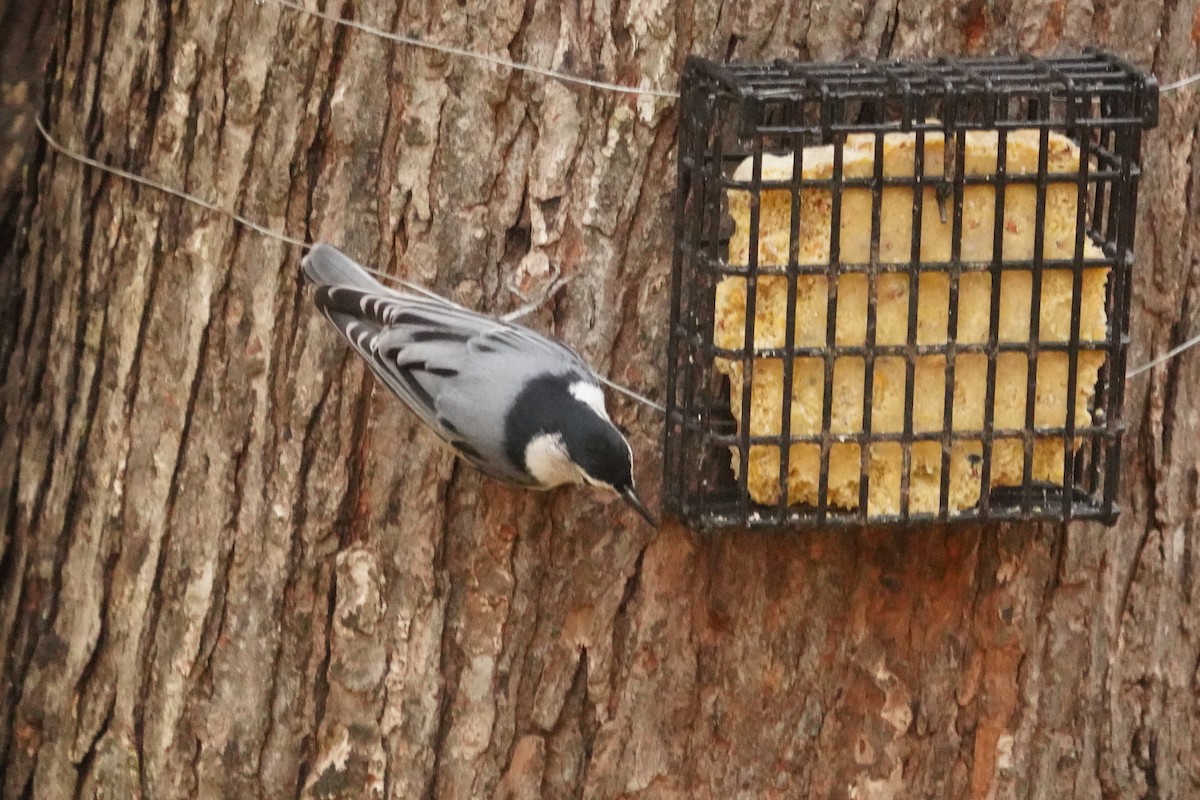 White-breasted Nuthatch - ML643515580