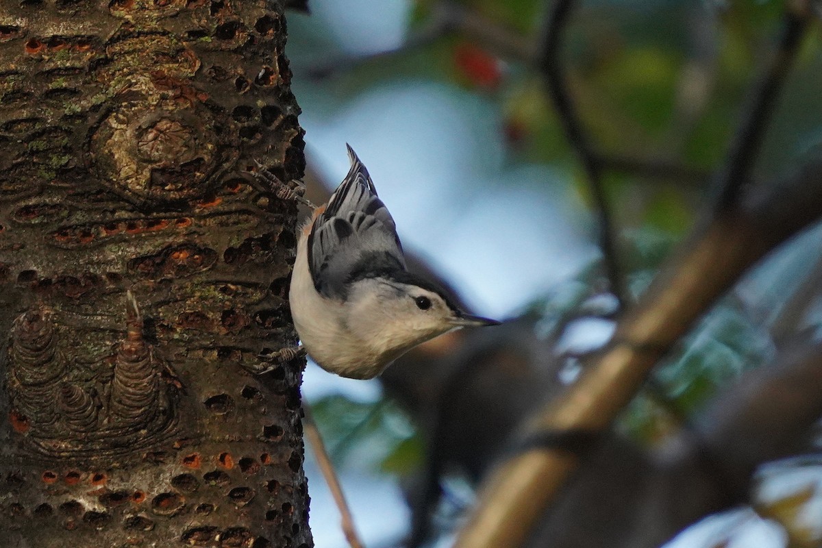 White-breasted Nuthatch - ML643515581