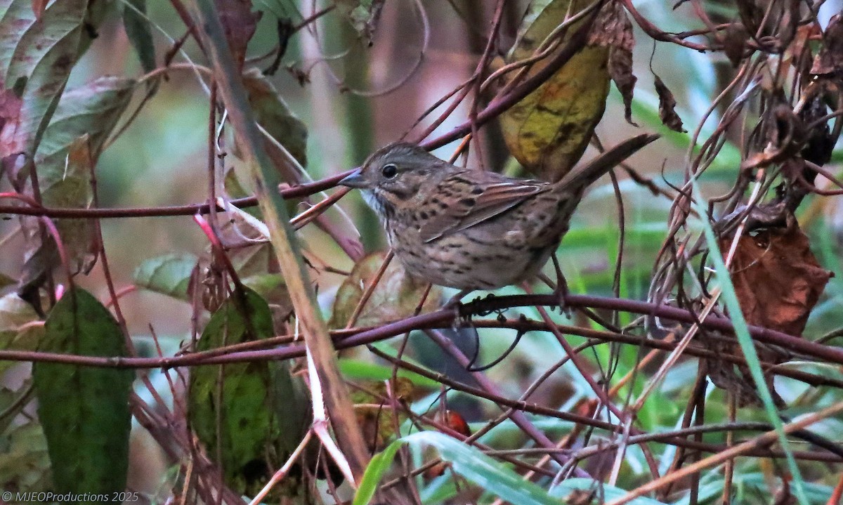 Lincoln's Sparrow - ML643515589