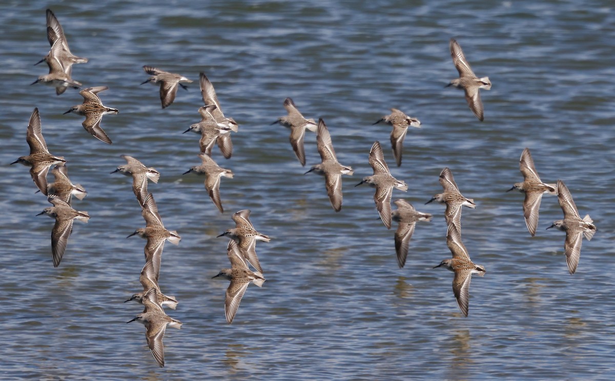 beringsnipe - ML643515600