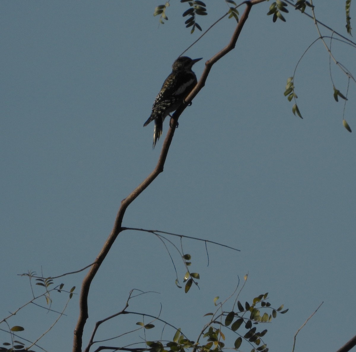 Yellow-bellied Sapsucker - ML643515601