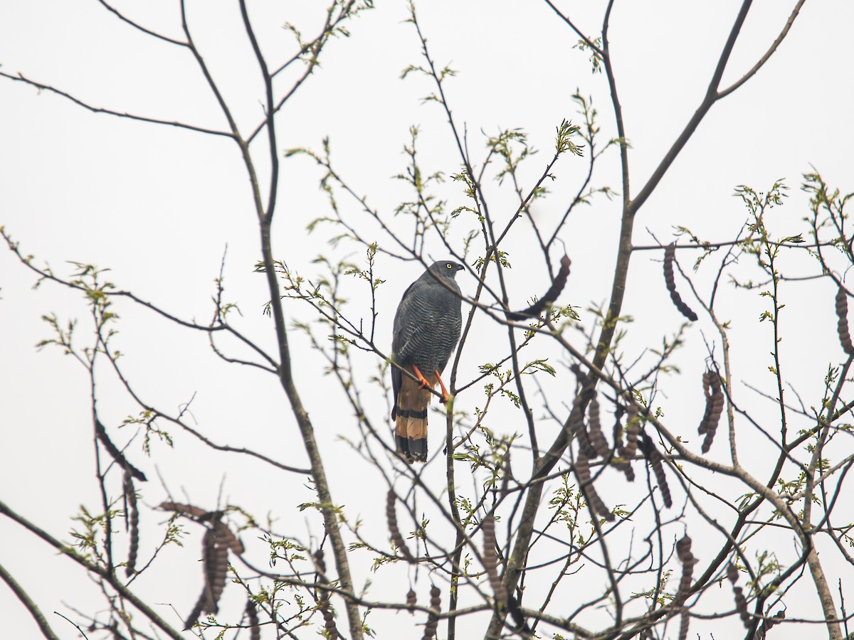 Crane Hawk - ML643515604