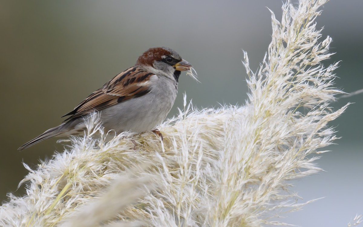 House Sparrow - ML643515605