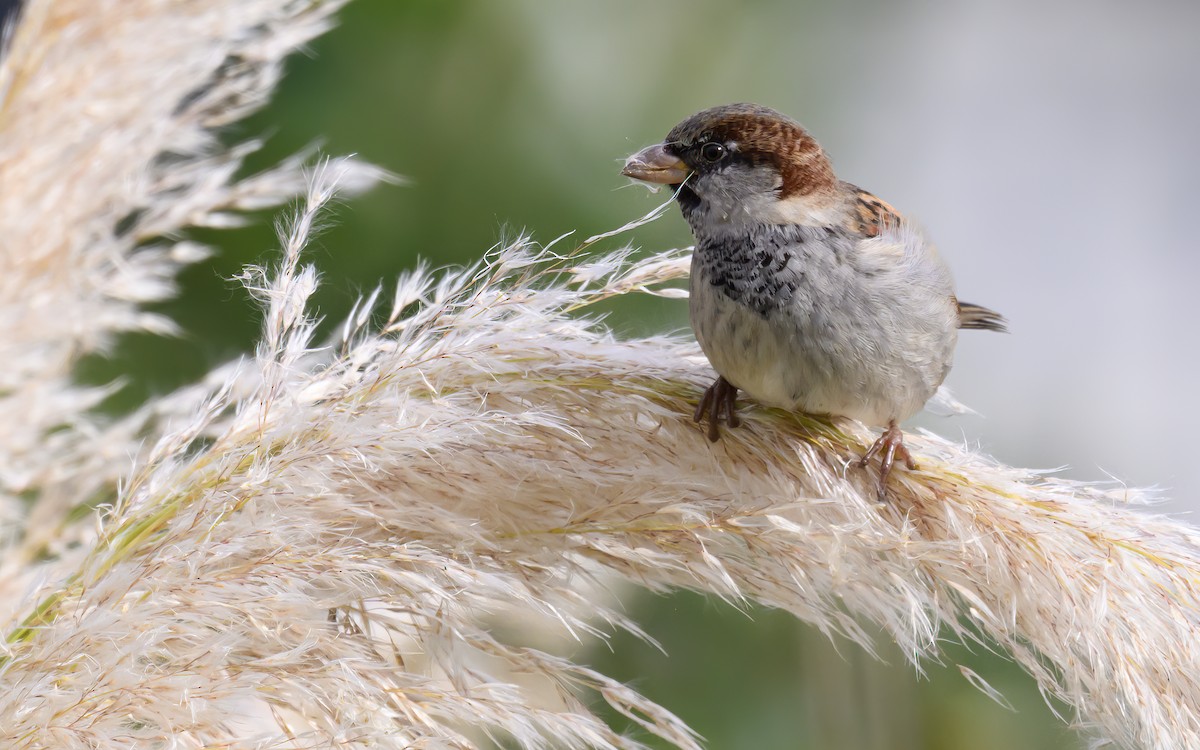 House Sparrow - ML643515606