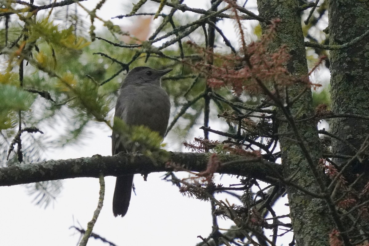 Gray Catbird - ML643515612
