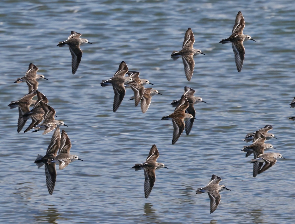 beringsnipe - ML643515613