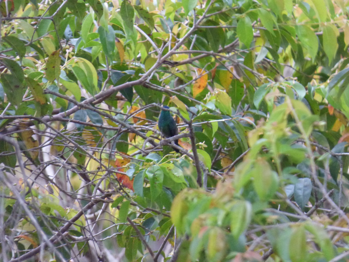 Indigo-capped Hummingbird - ML643515617