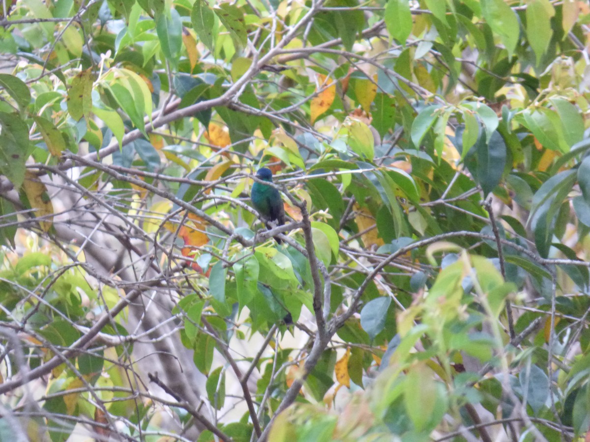 Indigo-capped Hummingbird - ML643515618