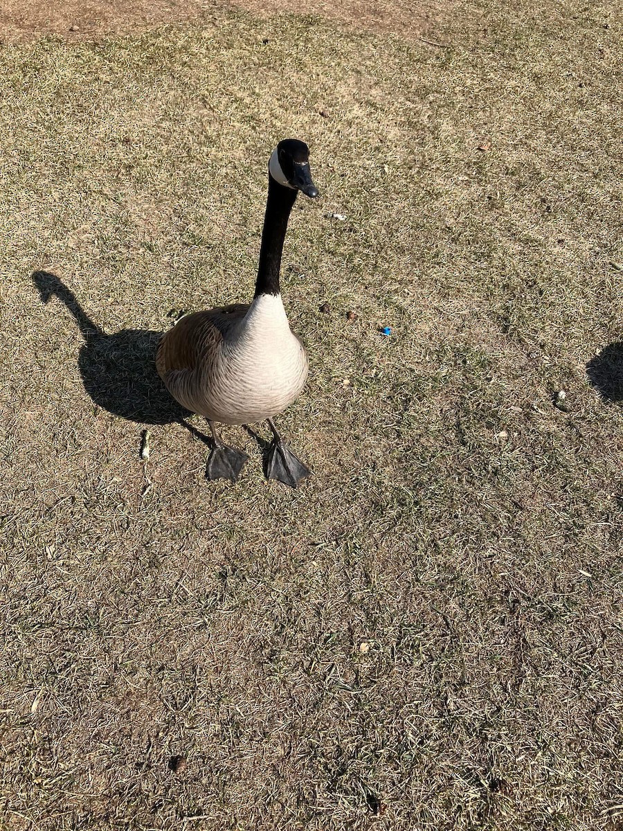 Canada Goose - ML643515626