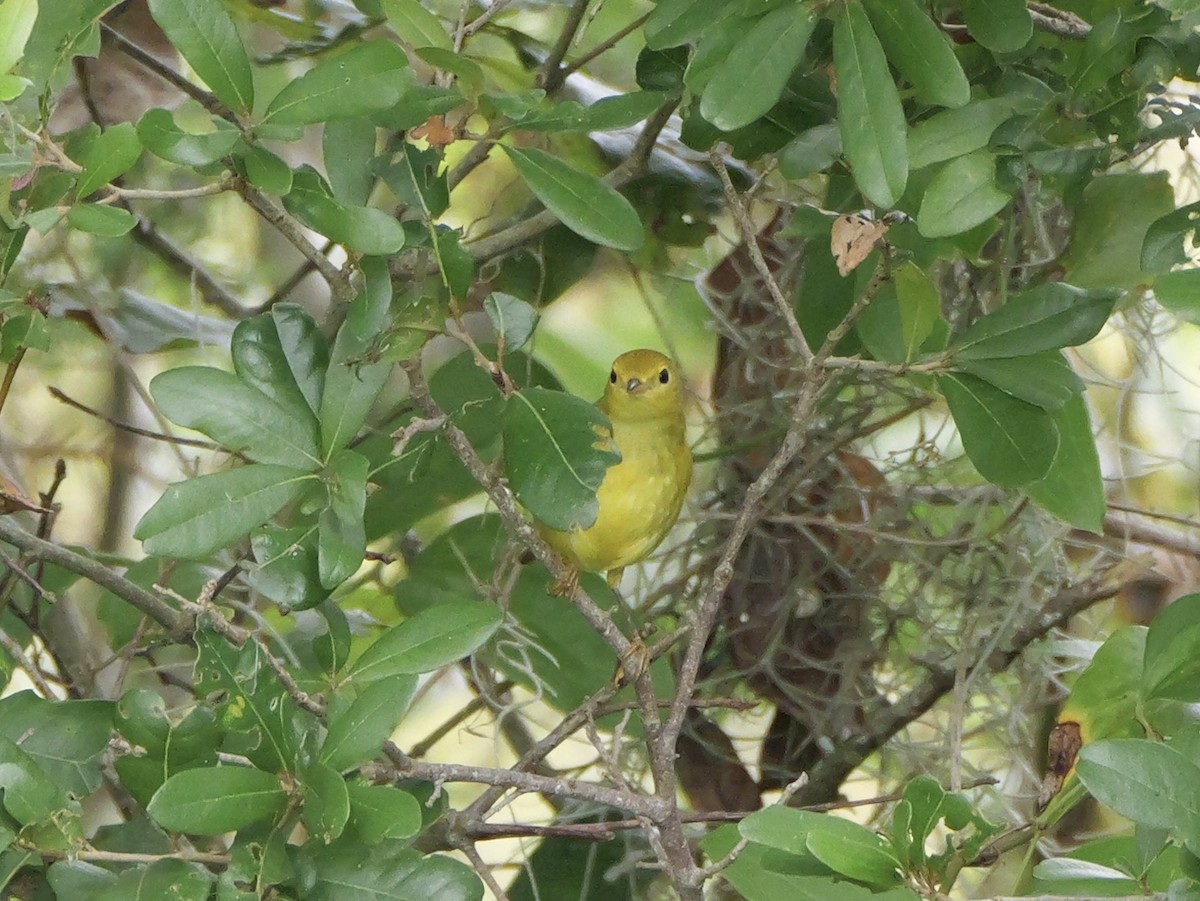 Yellow Warbler (Northern) - ML643515643
