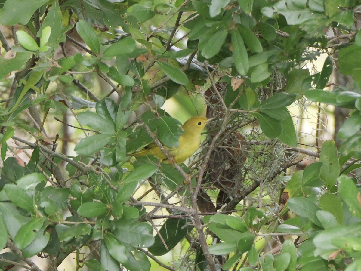 Yellow Warbler (Northern) - ML643515644