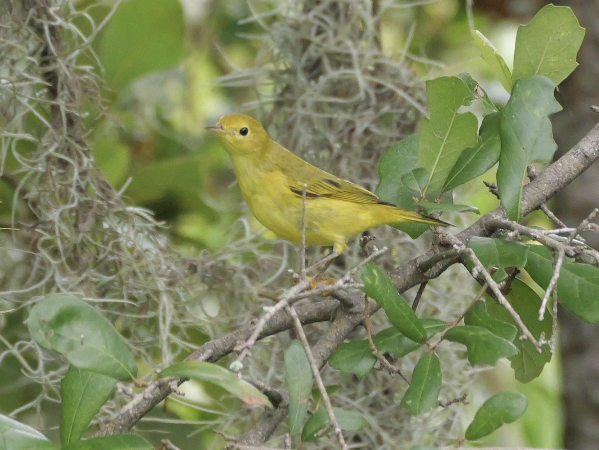 Yellow Warbler (Northern) - ML643515645