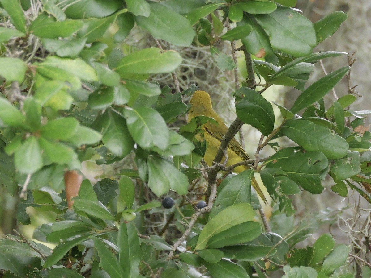 Yellow Warbler (Northern) - ML643515646