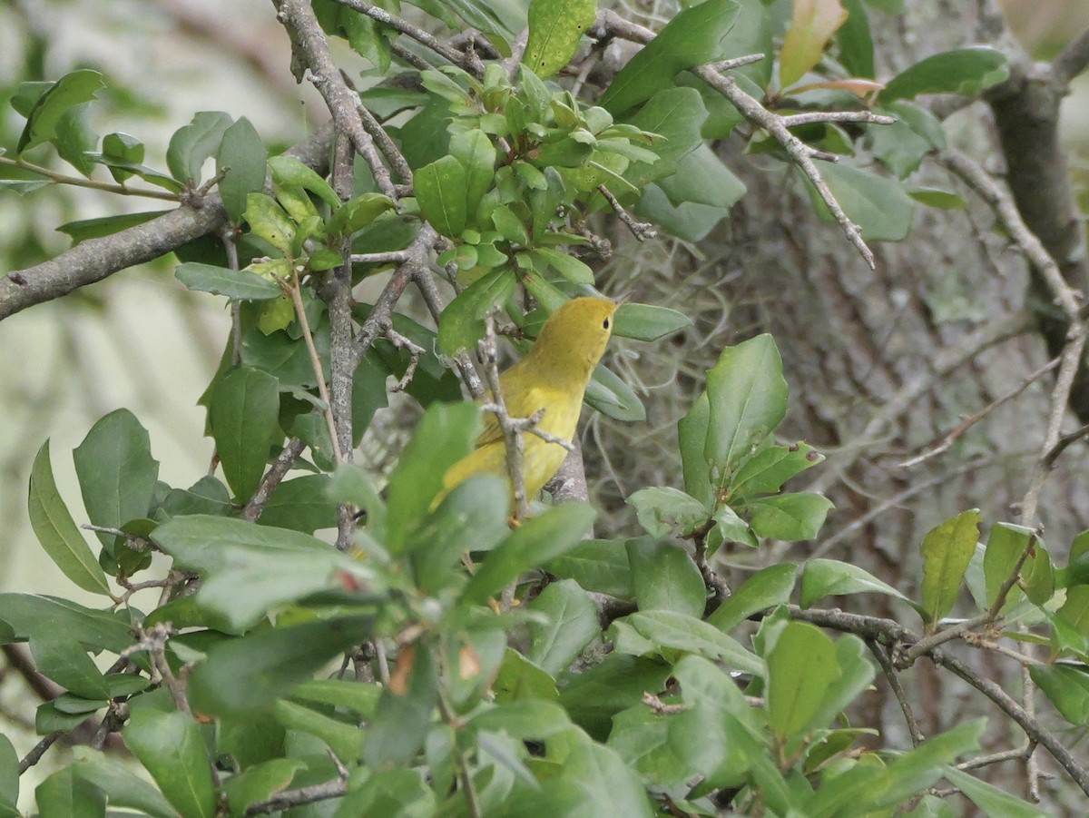 Yellow Warbler (Northern) - ML643515648