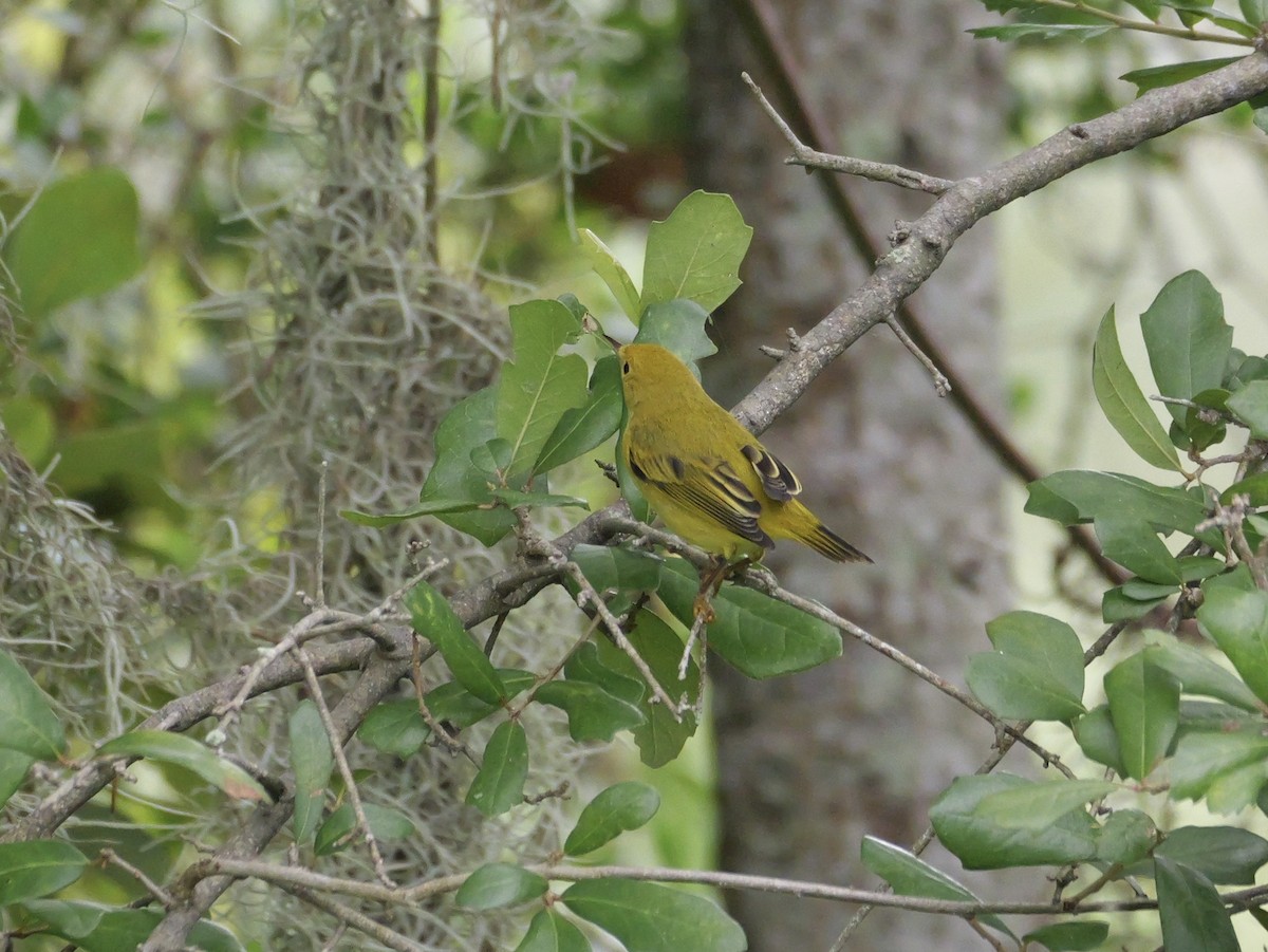 Yellow Warbler (Northern) - ML643515650