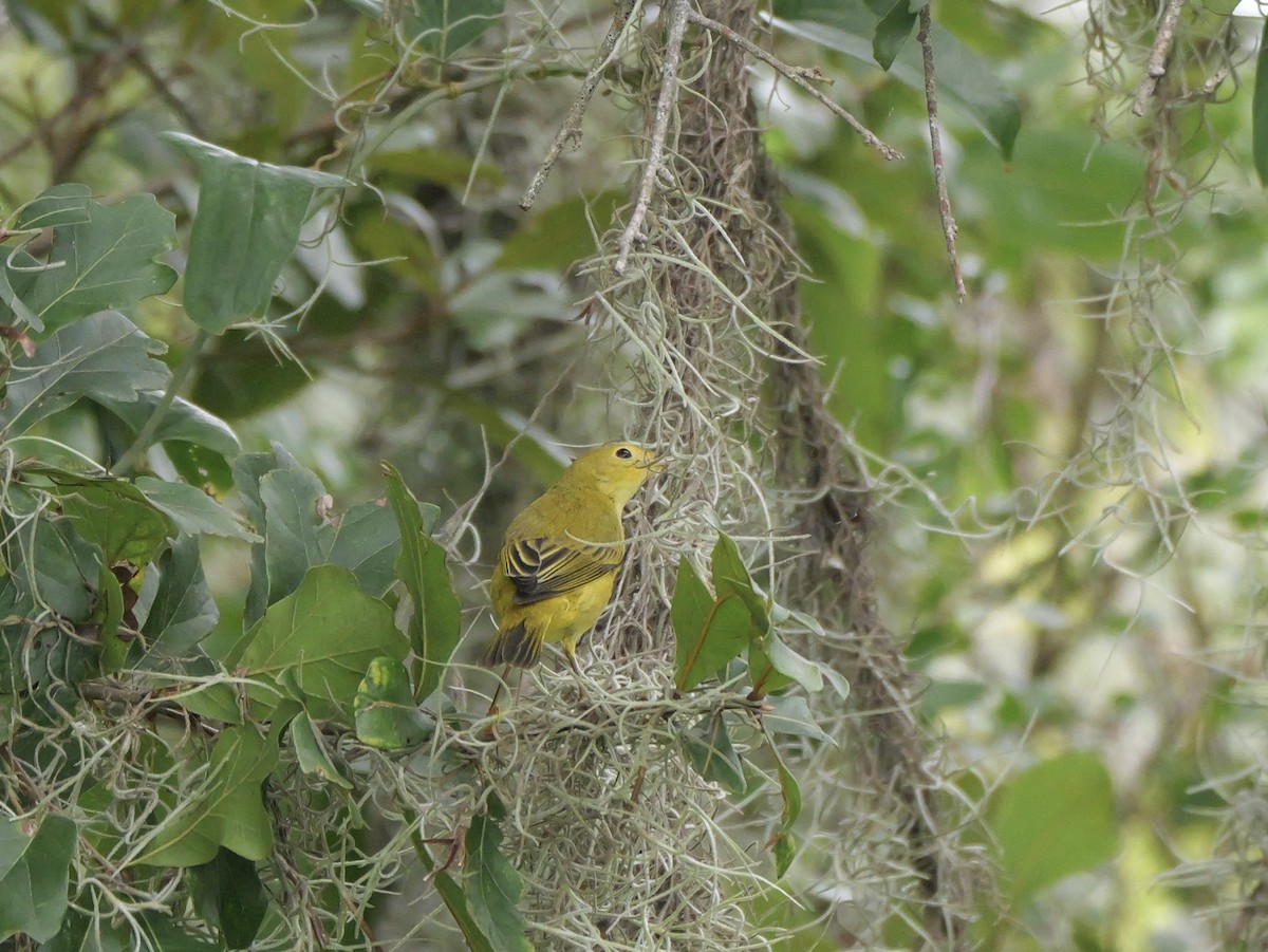 Yellow Warbler (Northern) - ML643515651