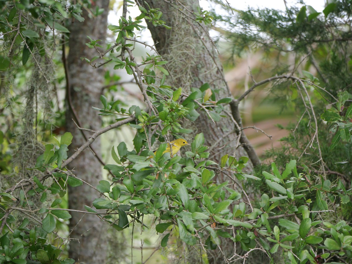 Yellow Warbler (Northern) - ML643515654
