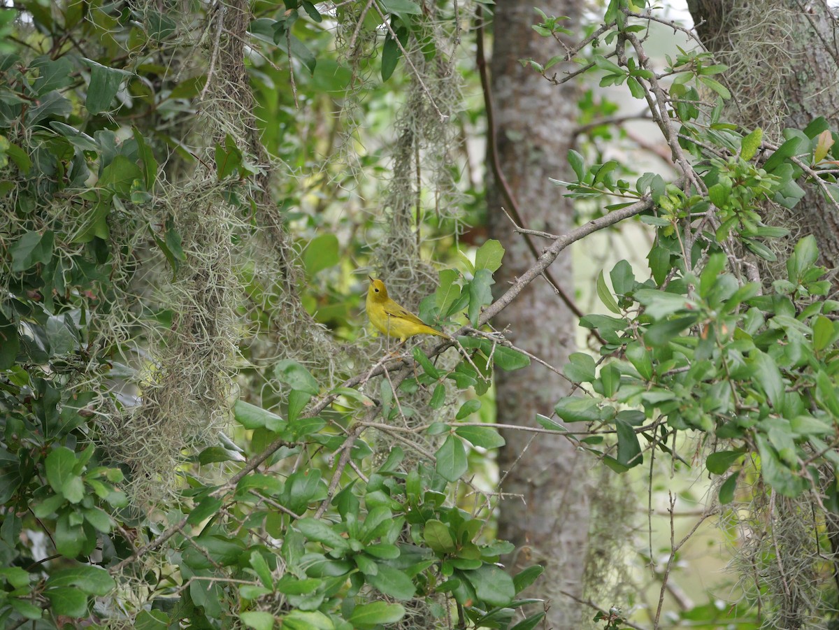 Yellow Warbler (Northern) - ML643515655