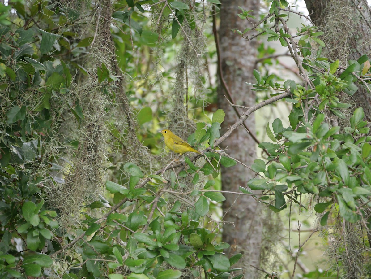 Yellow Warbler (Northern) - ML643515656
