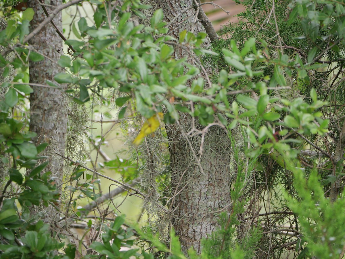 Yellow Warbler (Northern) - ML643515657