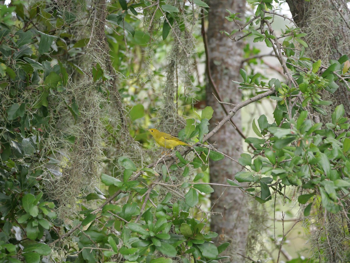 Yellow Warbler (Northern) - ML643515658