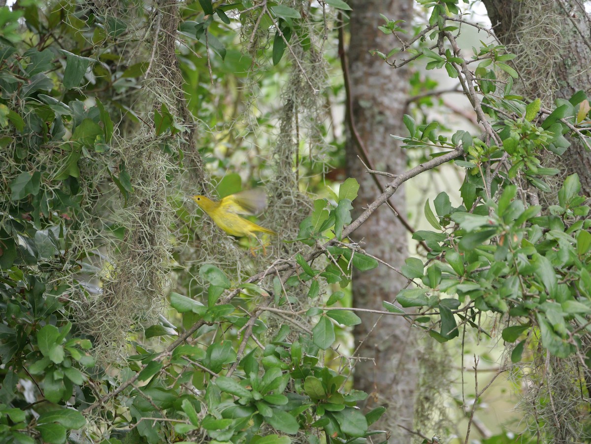 Yellow Warbler (Northern) - ML643515659