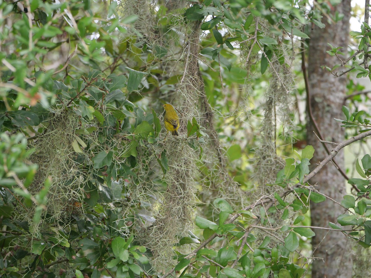 Yellow Warbler (Northern) - ML643515660