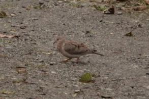 Mourning Dove - ML643515664