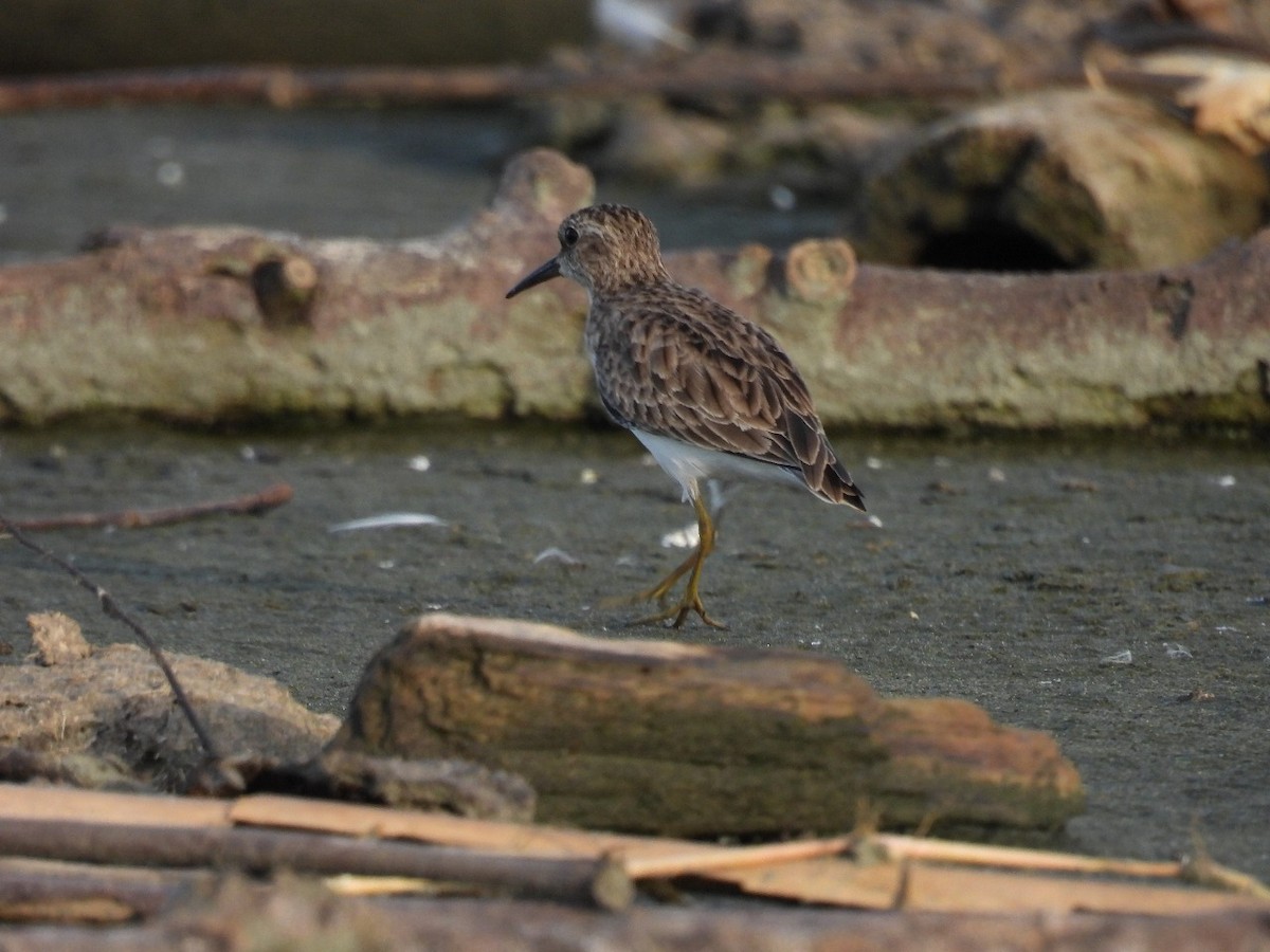 pygmésnipe - ML643515671