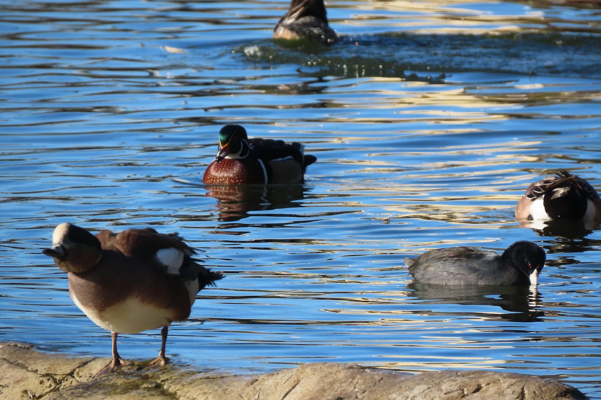 Canard branchu - ML643515674