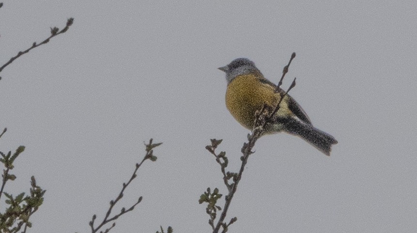 Patagonian Sierra Finch - ML643515686