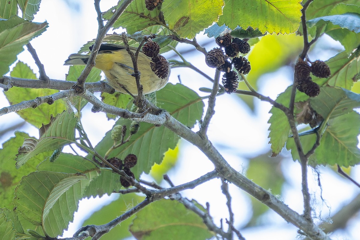Palm Warbler (Western) - ML643515702