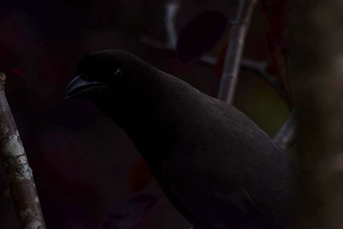 Purplish Jay - ML643515703