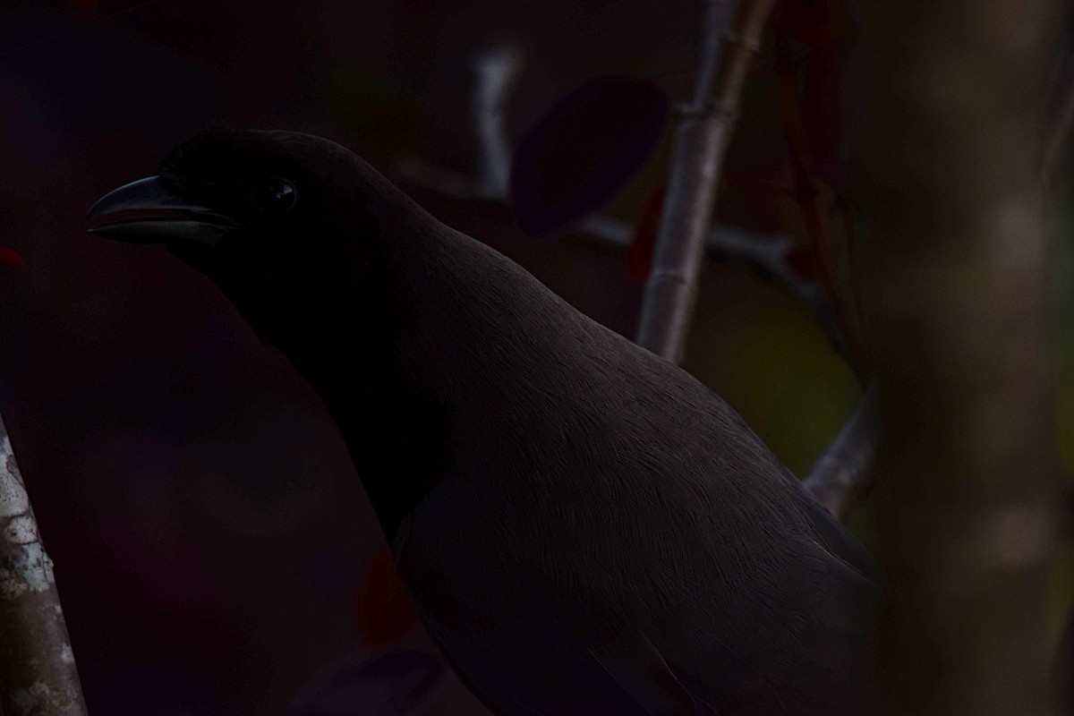 Purplish Jay - ML643515704