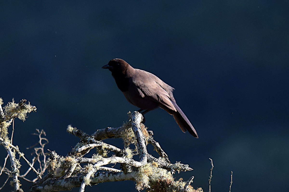Purplish Jay - ML643515705