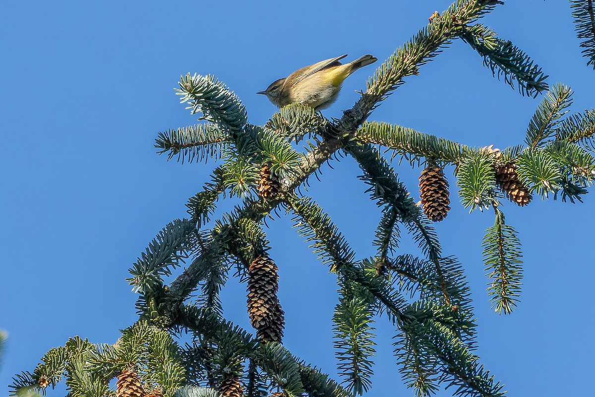 Palm Warbler (Western) - ML643515706
