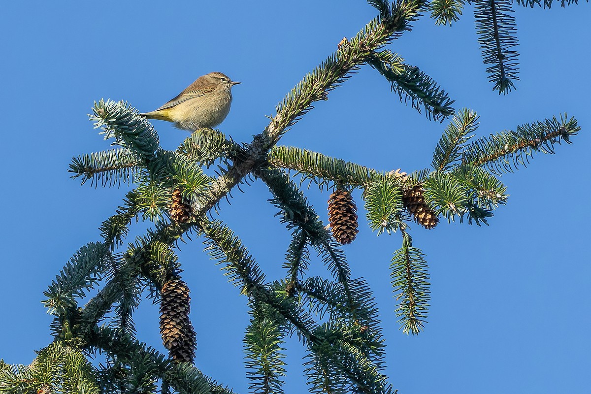 Palm Warbler (Western) - ML643515707
