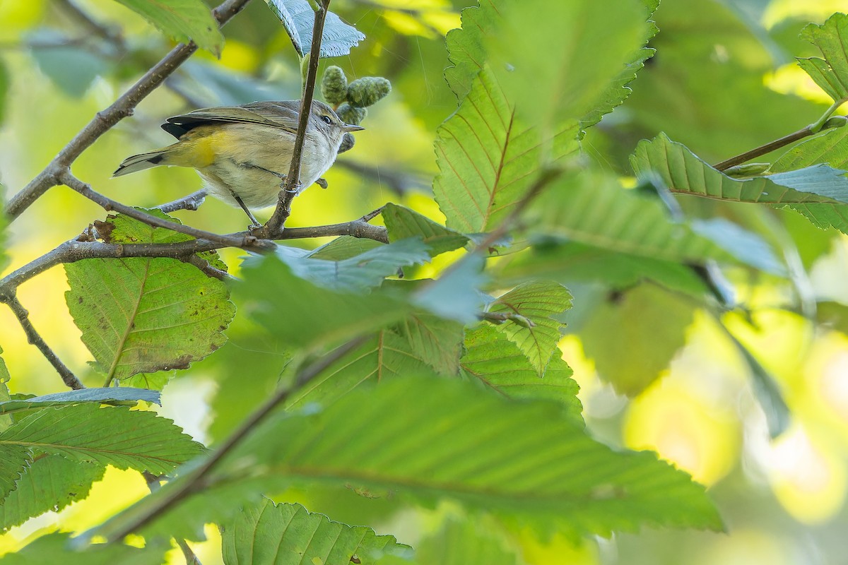 Palm Warbler (Western) - ML643515709