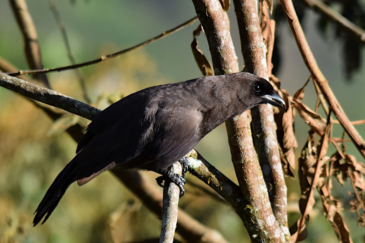 Purplish Jay - ML643515710