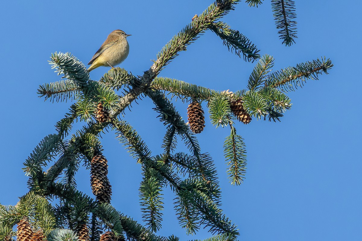 Palm Warbler (Western) - ML643515714