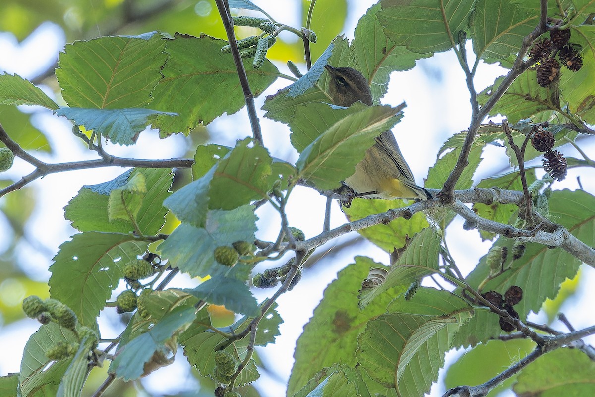Palm Warbler (Western) - ML643515716