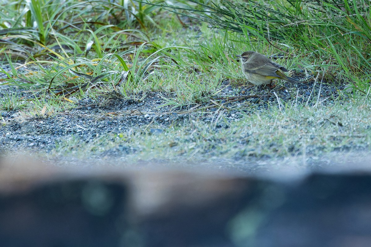Palm Warbler (Western) - ML643515718