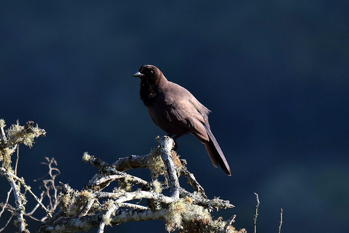 Purplish Jay - ML643515719