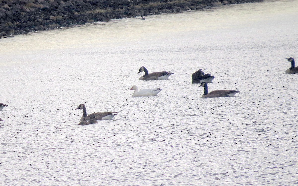 Snow Goose - ML643515730