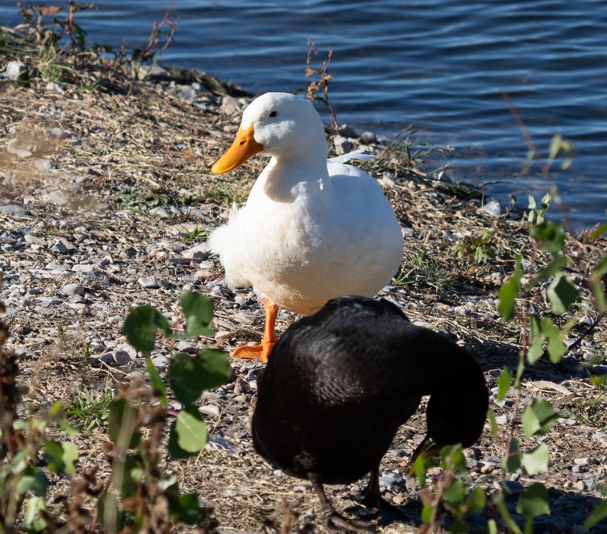 Mallard (Domestic type) - ML643515741