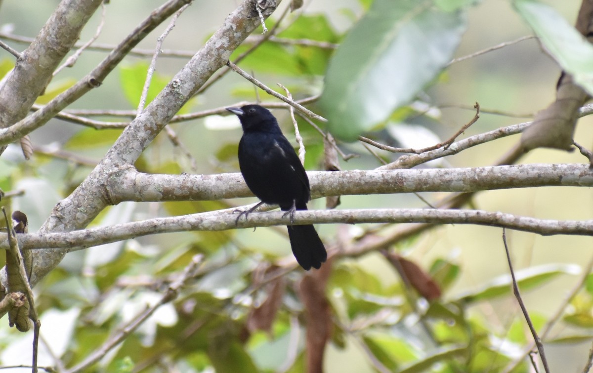 クロフウキンチョウ - ML643515752