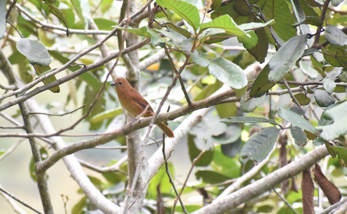 クロフウキンチョウ - ML643515753