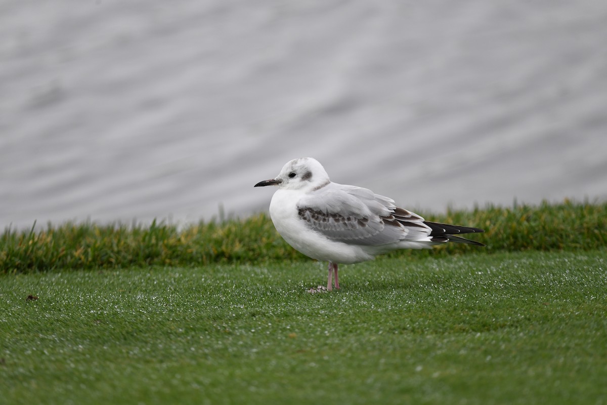 Mouette de Bonaparte - ML643515762