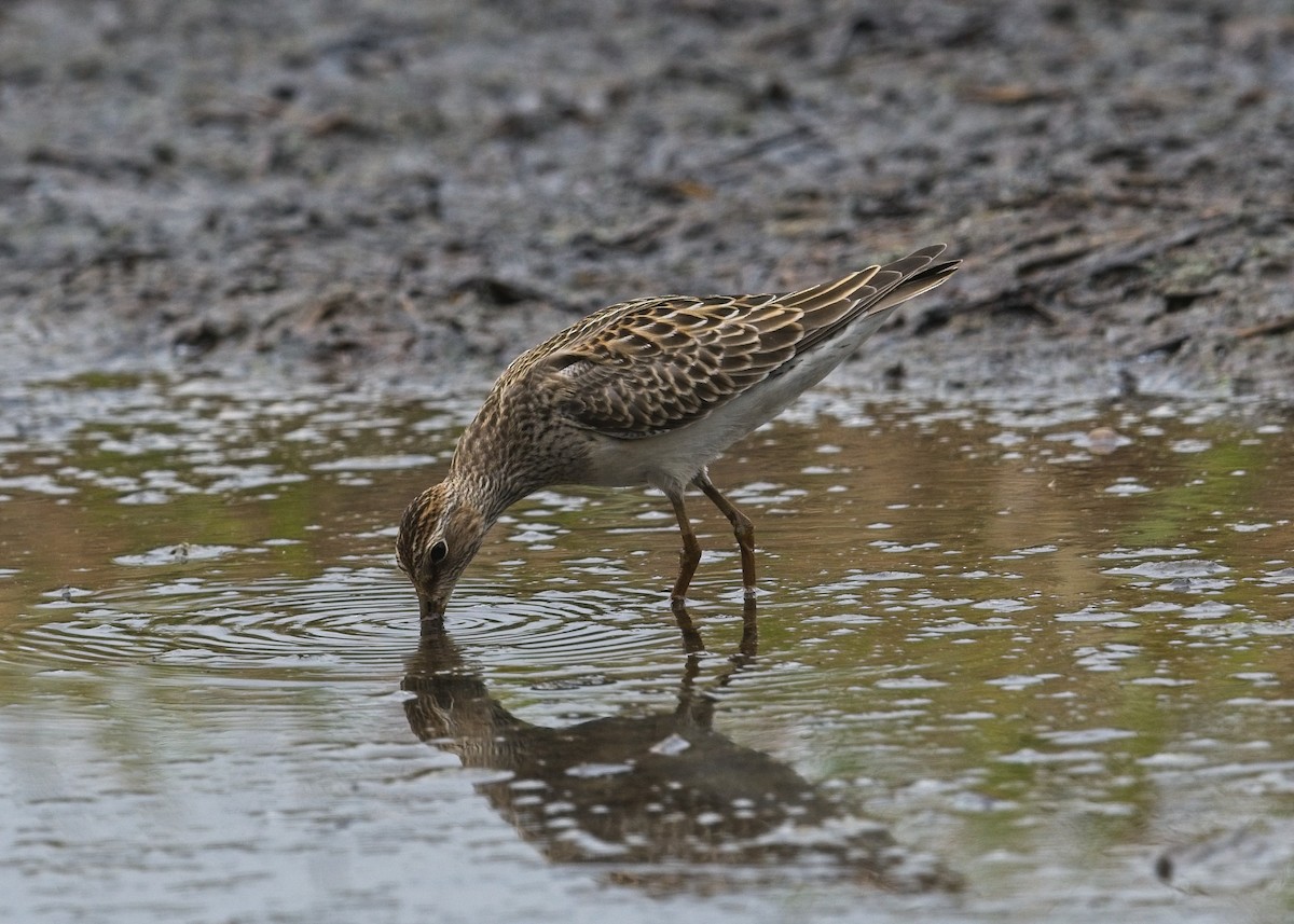 Pectoral Sandpiper - ML643515766
