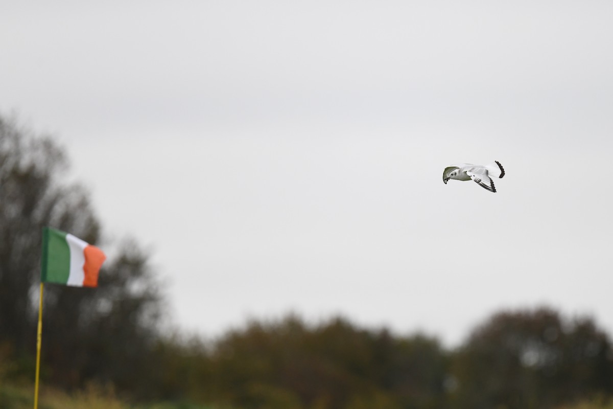Mouette de Bonaparte - ML643515784